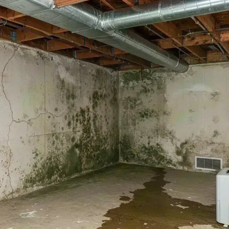 Professional Mold Removal in Edmonton, KY